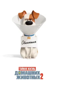 Тайная жизнь домашних животных 2 (2019) — смотреть онлайн бесплатно